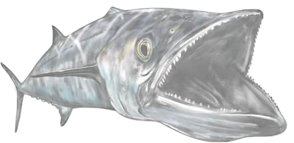 Palm Beach Kingfish Mayhem | Meat Mayhem Palm Beach Kingfish Mayhem | Palm Beach Kingfish Mayhem | Meat Mayhem